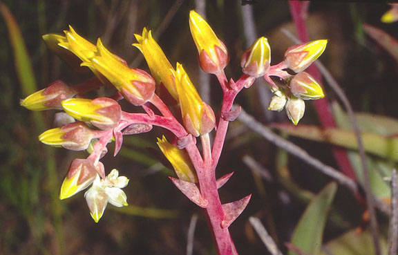  Dudleya arizonica