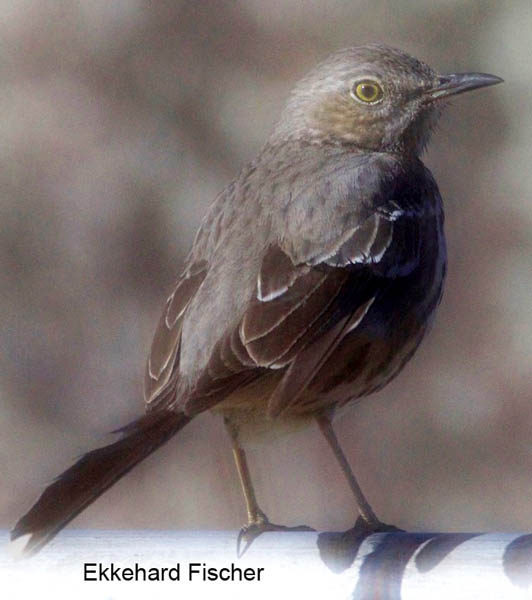  Hermit thrush