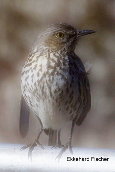  Hermit thrush