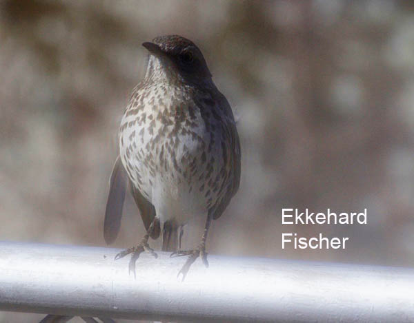  Hermit thrush