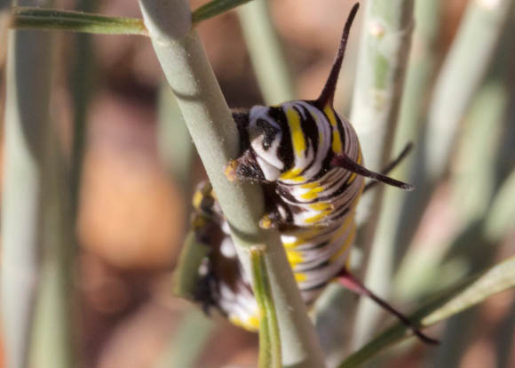  Danaus gilippus