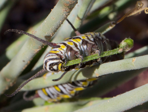  Danaus gilippus