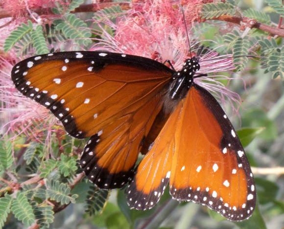  Danaus gilippus