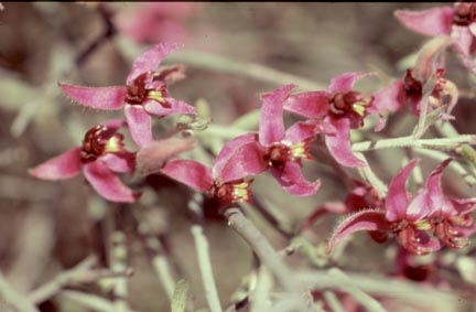  Krameria bicolor