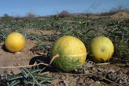  Cucurbita digitata