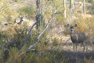  Mule deer