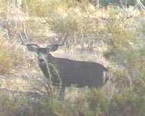  Mule deer