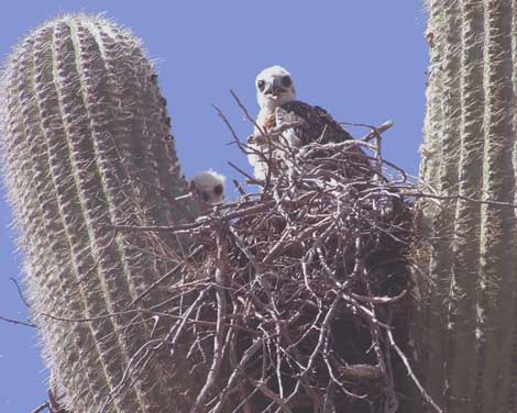  Red-tailed hawk