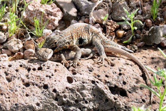  Side-blotched lizard