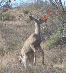  White-tailed deer