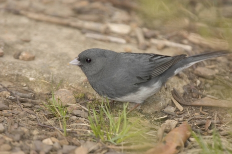  Dark-eyed junco