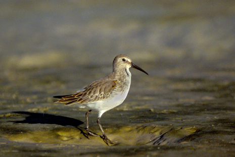  Least sandpiper