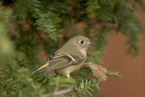  Ruby-crowned kinglet (female)