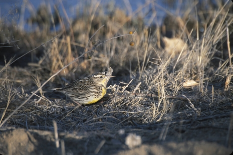  Western meadowlark