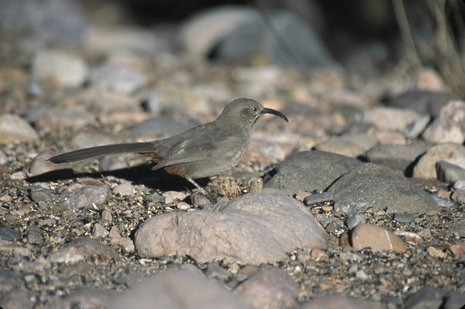  Crissal thrasher