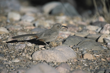  Crissal thrasher