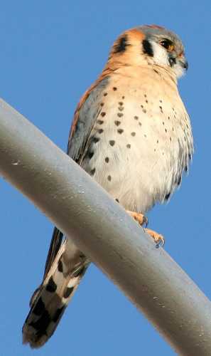  American kestral (male)