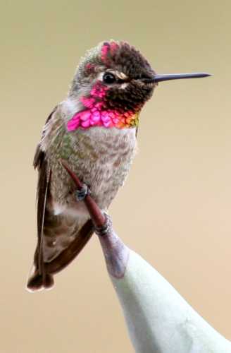  Anna's hummingbird (male)