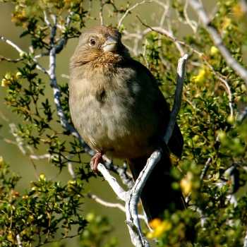  Canyon towhee