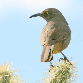  Curve-billed thrasher