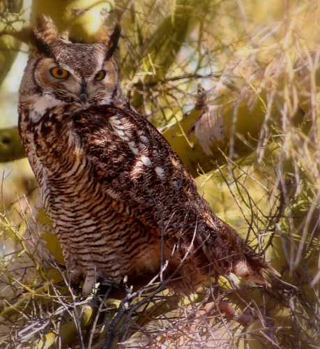  Great-horned owl