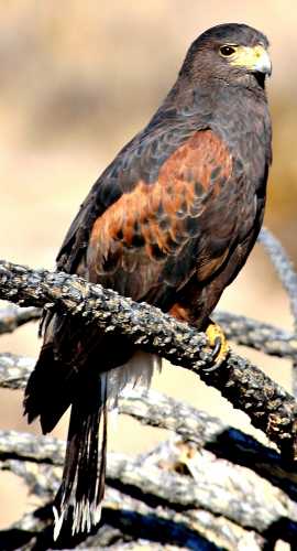  Harris's hawk