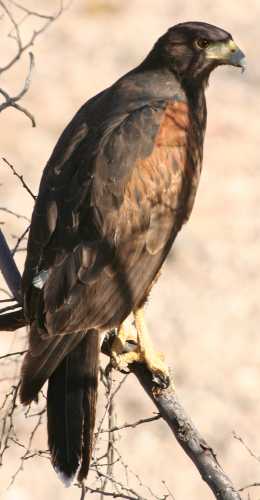  Harris's hawk