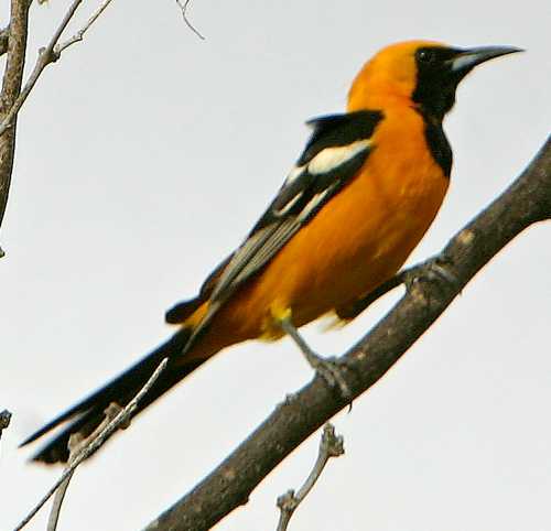  Hooded oriole (male)