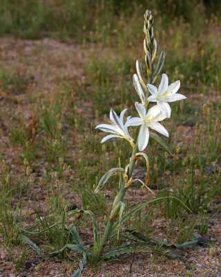  Hesperocallis undulata