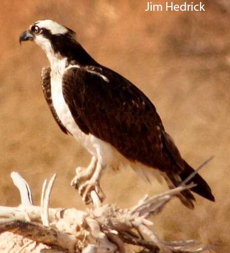  Osprey