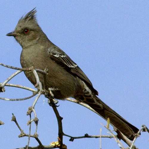  Phainopepla (female)