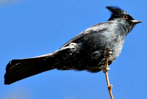  Phainopepla (male)