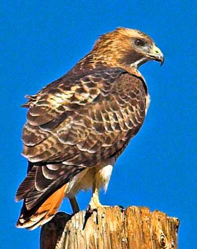  Red-tailed hawk