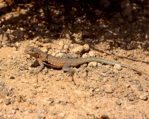  Side-blotched lizard