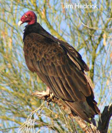  Turkey vulture