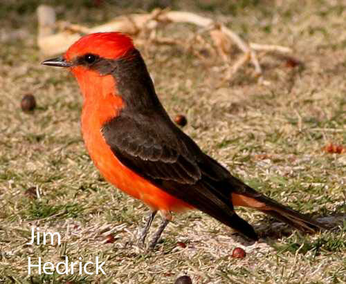  Vermilion flycatcher (male)