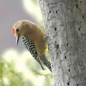  Gila woodpecker (male)