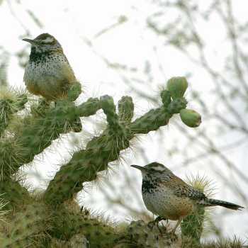  Cactus wren