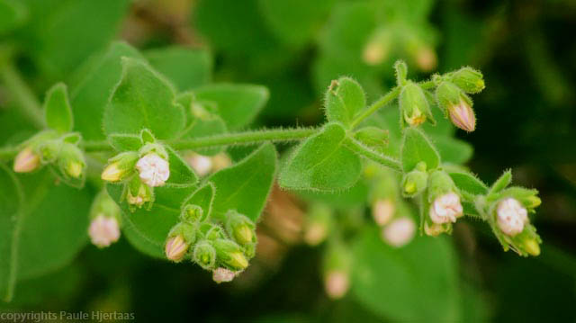  Mirabilis laevis v.villosa