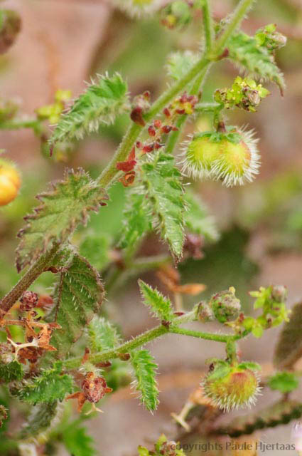  Tragia nepetifolia