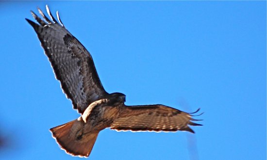  Red-tailed hawk