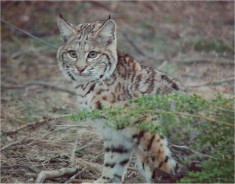  Bobcat