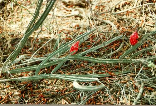  Peniocereus greggii v. transmontanus 