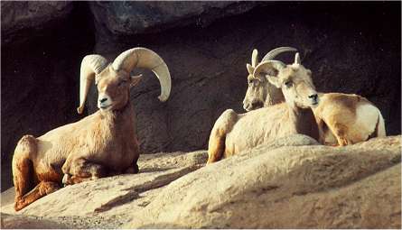  Desert bighorn