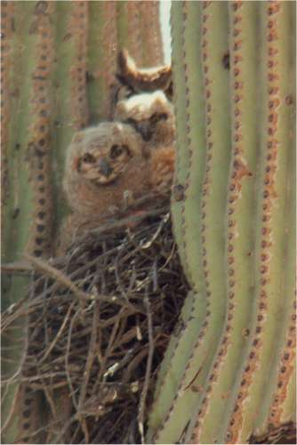  Great-horned owl