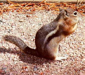  Harris antelope squirrel