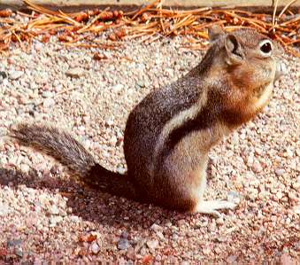  Harris antelope squirrel