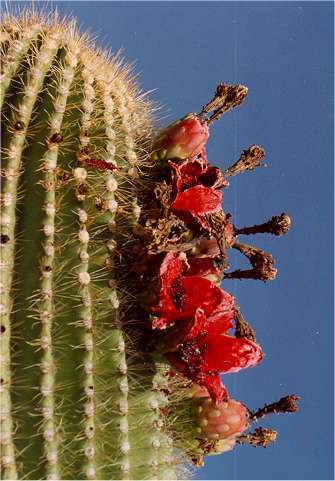  Carnegia gigantea