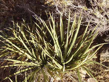  Agave schottii