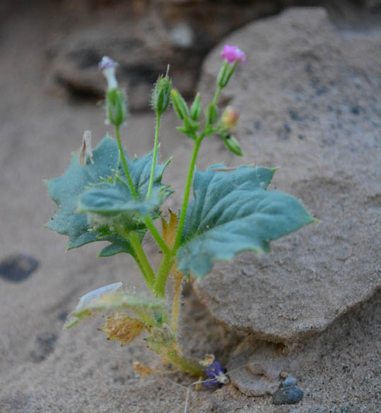  Aliciella latifolia ssp.latifolia